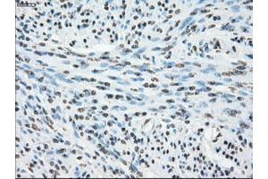 Image no. 9 for anti-P450 (Cytochrome) Oxidoreductase (POR) antibody (ABIN1497746) (POR 抗体)