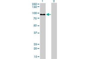 Western Blot analysis of ZW10 expression in transfected 293T cell line by ZW10 monoclonal antibody (M05), clone 2E5. (ZW10 抗体  (AA 1-100))