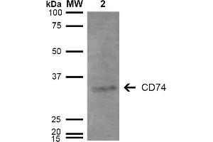Western Blot analysis of Human Lymphoblastoid cell line (Raji) showing detection of 33-35 kDa CD74 protein using Mouse Anti-CD74 Monoclonal Antibody, Clone 3D7 . (CD74 抗体  (FITC))