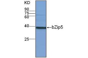 Western Blotting (WB) image for anti-Basic Leucine-Zipper 5 (BZIP5) antibody (ABIN1854591) (bZip5 抗体)
