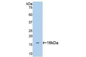 Detection of Recombinant GAL2, Human using Polyclonal Antibody to Galectin 2 (GAL2) (Galectin 2 抗体  (AA 1-132))