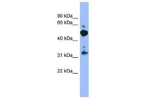MPP2 antibody used at 1 ug/ml to detect target protein. (MPP2 抗体)