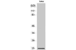Western Blotting (WB) image for anti-Chromosome 6 Open Reading Frame 108 (C6orf108) (N-Term) antibody (ABIN3186716) (RCL 抗体  (N-Term))
