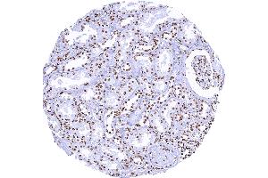 Kidney with Histone H3 staining of nuclei