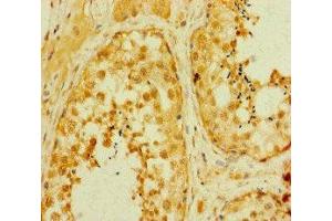 Immunohistochemistry of paraffin-embedded human testis tissue using ABIN7160228 at dilution of 1:100