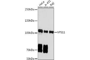 Western blot analysis of extracts of various cell lines, using VPS11 Rabbit mAb (ABIN7271272) at 1:1000 dilution. (VPS11 抗体)