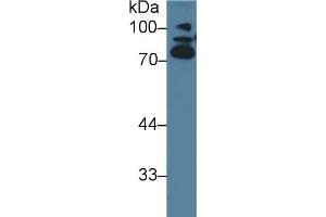 Western Blotting (WB) image for anti-Amiloride Binding Protein 1 (Amine Oxidase (Copper-Containing)) (ABP1) (AA 27-113) antibody (ABIN7432328)