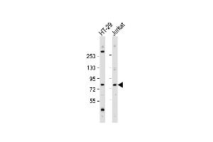 All lanes : Anti-ACSS1 Antibody (N-Term) at 1:2000 dilution Lane 1: HT-29 whole cell lysate Lane 2: Jurkat whole cell lysate Lysates/proteins at 20 μg per lane. (ACSS1 抗体  (AA 94-125))
