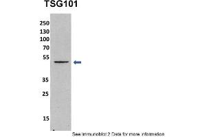 Sample Type: mouse fibroblast lusate (10ug)Primary Dilution: 1:1000 (1% BSA)Secondary Dilution: 1:2000 (5% milk)Image Submitted By: Anonymous researcher . (TSG101 抗体  (Middle Region))