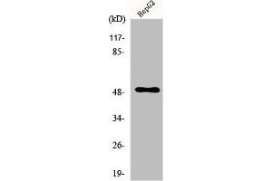 Western Blot analysis of HepG2 cells using PAH Polyclonal Antibody (Phenylalanine Hydroxylase 抗体  (C-Term))