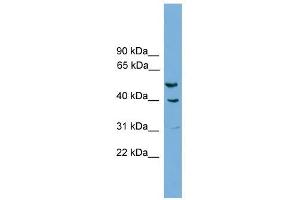 A2BP1 antibody used at 0. (A2BP1 抗体  (N-Term))