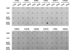 Dot Blot (DB) image for anti-Histone 3 (H3) (H3K9me3) antibody (ABIN3016030)