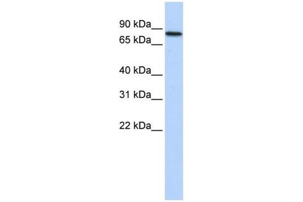 ADARB2 抗体  (Middle Region)