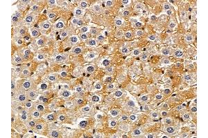 Zyxin Mouse Monoclonal Antibody at 1/100 staining mouse liver tissue by IHC-P.
