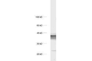 dilution: 1 : 1000, sample: rat brain homogenate. (Synaptoporin 抗体)