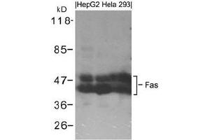 Western blot analysis of extracts from HepG2, Hela and 293 cells using Fas. (FAS 抗体  (AA 323-327))