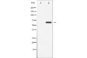 Western blot analysis of LKB1 expression in Serum treated HeLa whole cell lysates,The lane on the left is treated with the antigen-specific peptide. (LKB1 抗体  (Internal Region))