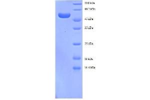 SDS-PAGE (SDS) image for 14-3-3 alpha + beta (YWHAB) (AA 1-246), (full length) protein (GST tag) (ABIN7479261)