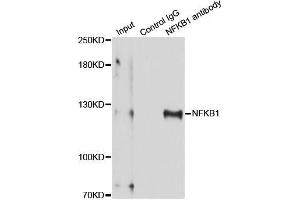 Immunoprecipitation analysis of 150 μg extracts of MCF-7 cells using 3 μg NFKB1 antibody (ABIN5998332). (NFKB1 抗体)