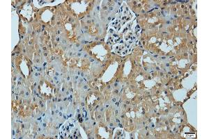 Immunohistochemistry of paraffin-embedded mouse kidney using MMP1 antibody (ABIN5970536) at dilution of 1/200 (40x lens). (MMP1 抗体)