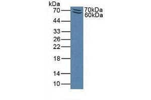 Detection of Recombinant PSGL1, Mouse using Polyclonal Antibody to P-Selectin Glycoprotein Ligand 1 (PSGL1) (SELPLG 抗体  (AA 94-345))