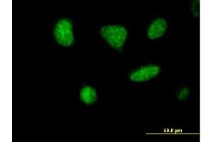 Immunofluorescence of purified MaxPab antibody to MCRS1 on HeLa cell. (MCRS1 抗体  (AA 1-462))