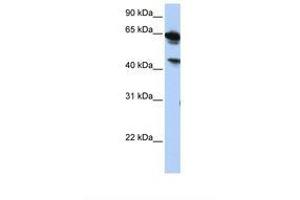 Image no. 1 for anti-Abhydrolase Domain Containing 16A (ABHD16A) (AA 252-301) antibody (ABIN6739259) (BAT5 抗体  (AA 252-301))