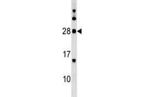 MOG antibody western blot analysis in K562 lysate.