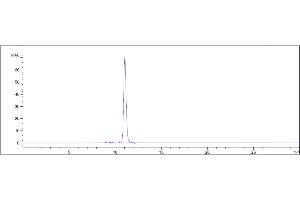 The purity of Anti-NT5E / CD73 Reference Antibody (uliledlimab) is 98. (Recombinant CD73 (Uliledlimab Biosimilar) 抗体)