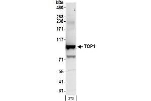 anti-Topoisomerase (DNA) I (TOP1) (AA 715-765) antibody