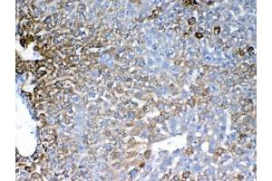 IHC testing of FFPE mouse liver tissue with IGFBP1 antibody at 1ug/ml.