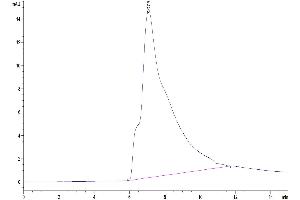 Size-exclusion chromatography-High Pressure Liquid Chromatography (SEC-HPLC) image for C-Type Lectin Domain Family 10, Member A (CLEC10A) (AA 61-292) protein (His tag) (ABIN7274347)