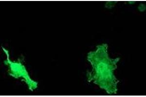Anti-DNAJB1 mouse monoclonal antibody (ABIN2454059) immunofluorescent staining of COS7 cells transiently transfected by pCMV6-ENTRY DNAJB1 (RC201762). (DNAJB1 抗体)