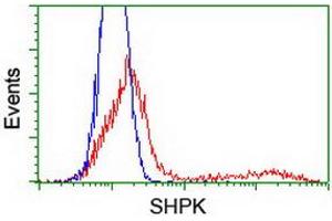 HEK293T cells transfected with either RC204421 overexpress plasmid (Red) or empty vector control plasmid (Blue) were immunostained by anti-SHPK antibody (ABIN2454757), and then analyzed by flow cytometry. (SHPK 抗体)