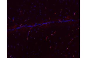 Indirect immunofluorescence labeling of PFA fixed, paraffin embedded mouse brain section (dilution 1 : 500; red).