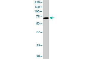 LMLN MaxPab polyclonal antibody. (Leishmanolysin-Like (Metallopeptidase M8 Family) (LMLN) (AA 1-655) 抗体)