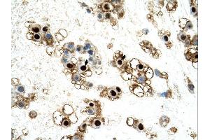 UNCX antibody was used for immunohistochemistry at a concentration of 4-8 ug/ml. (UNCX 抗体  (C-Term))
