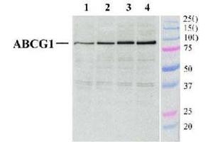 Detection of ABCG1 in mouse peritoneal macrophages (40 ug) using ABCG1 polyclonal antibody . (ABCG1 抗体  (AA 300-400))
