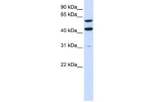 Western Blotting (WB) image for anti-phosphatidylserine Synthase 1 (PTDSS1) antibody (ABIN2459069) (PTDSS1 抗体)