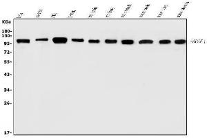 Western blot analysis of AFAP/AFAP1 using anti-AFAP/AFAP1 antibody (ABIN7601861).