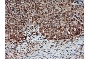 Immunohistochemistry (IHC) image for anti-Proteasome Subunit alpha 4 (PSMA4) antibody (ABIN1500458) (PSMA4 抗体)