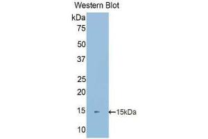 Western Blotting (WB) image for anti-S100 Calcium Binding Protein A16 (S100A16) (AA 2-103) antibody (ABIN1078501)