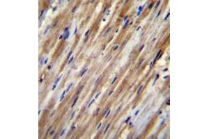 Immunohistochemistry (Paraffin-embedded Sections) (IHC (p)) image for anti-Coagulation Factor II (thrombin) Receptor-Like 2 (F2RL2) (AA 20-50), (N-Term) antibody (ABIN952152)
