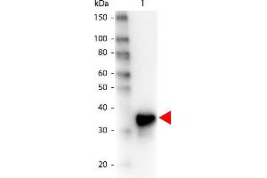 Western Blot of Peroxidase conjugated Goat anti-Pepsin antibody. (Pepsin 抗体  (HRP))