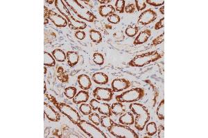 Immunohistochemical analysis of (ABIN390919 and ABIN2841122) on paraffin-embedded human kidney tissue was performed on the Leica®BOND RXm.