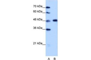Western Blotting (WB) image for anti-Heterogeneous Nuclear Ribonucleoprotein F (HNRNPF) antibody (ABIN2462177) (HNRNPF 抗体)