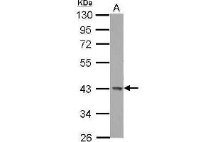 WB Image Sample (30 ug of whole cell lysate) A: U87-MG 10% SDS PAGE antibody diluted at 1:1000 (GALK1 抗体)