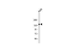 Anti-PRSS7 Antibody  at 1:1000 dilution + A549 whole cell lysate Lysates/proteins at 20 μg per lane. (TMPRSS15 抗体  (C-Term))