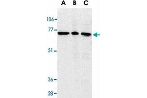 Western blot analysis of AIFM3 in K-562 cell lysate (A), rat heart (B), and mouse heart (C) tissue lysates with AIFM3 polyclonal antibody  at 1 ug/mL . (AIFM3 抗体  (AA 517-531))