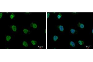 ICC/IF Image hnRNP A/B antibody detects hnRNP A/B protein at nucleus by immunofluorescent analysis. (HNRNPAB 抗体)